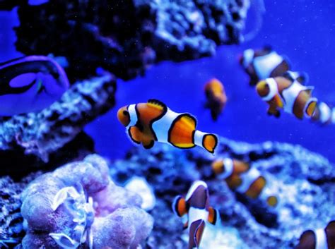 Clownfish Overview and Care Taking Guide - Ohfishal.com