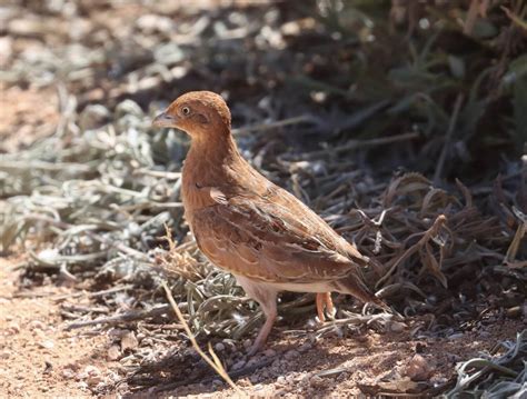 Little Button-quail breeding — Mallee Conservation