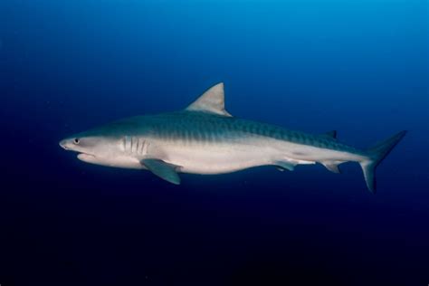 9+1 amazing sharks of the Red Sea | Red Sea Diving Safari with M/Y Cassiopeia and M/Y Andromeda ...