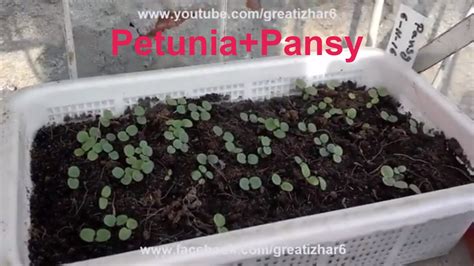 How to Grow Petunia | How to Grow Pansies | Petunia Seed Germination | Garden Ideas (Urdu/hindi ...