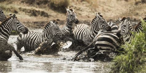 Zebra's Galloping Stock Photos - Download 123 Royalty Free Photos