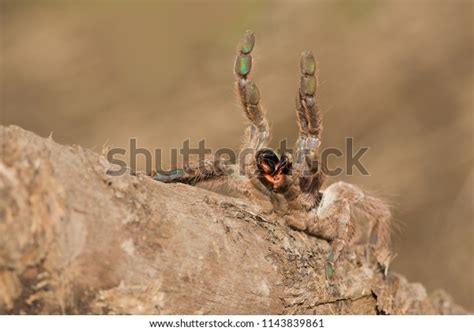 64 Tarantula Old World Images, Stock Photos & Vectors | Shutterstock