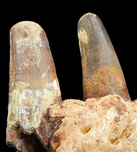 7.5" Spinosaurus Jaw Section - Four Composite Teeth (#39292) For Sale ...