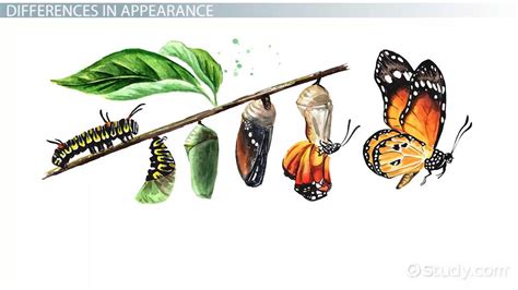 Metamorphosis Definition, Types & Stages - Video & Lesson Transcript | Study.com