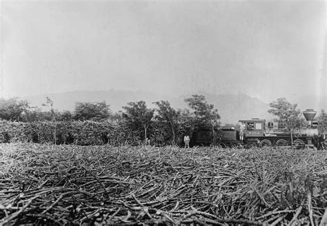 Hawaii A Field Of Harvested Sugar Cane On A Plantation A Trainload Of Sugar Cane In The The ...