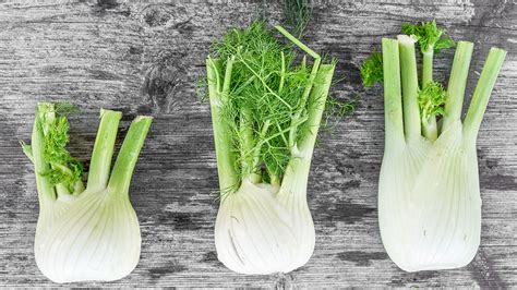 How to grow fennel: as a herb or vegetable | Homes & Gardens