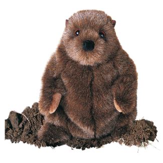 Chuckwood Ground Hog - Douglas Toys | Plush stuffed animals, Animal ...