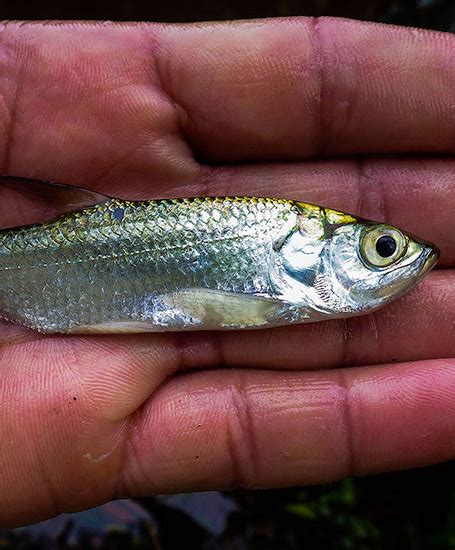 Juvenile Tarpon Habitat Initiative | Bonefish & Tarpon Trust