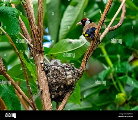 Baby goldfinch hi-res stock photography and images - Alamy