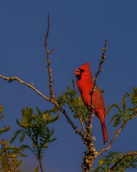 Male Cardinal Singing _DSC2580 | _Maji_ | Flickr