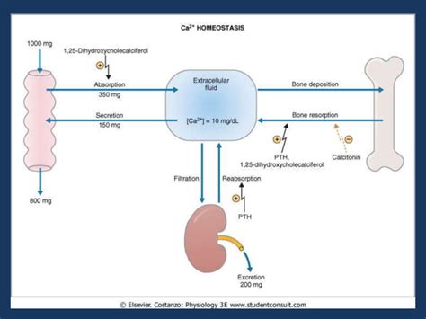 Calcium metabolism,ppt | PPT