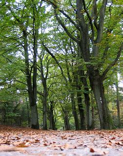 Forest path in an autumn forest | No better time for a good … | Flickr