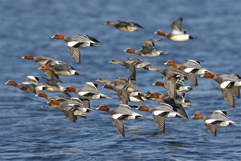 Widgeon flying over the lake | JuzaPhoto