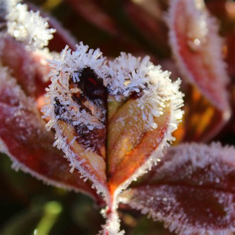 Protect Your Plants from Frost During a Cold Snap | Family Handyman