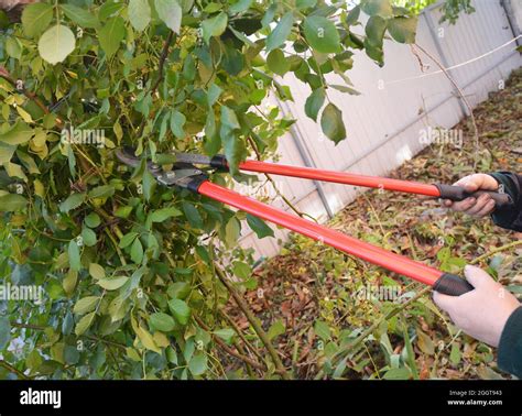 Gardener with garden tools pruning Rose. Prune Climbing Roses. How to ...