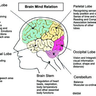 The structure Brain carries out functions like thinking, emotions,... | Download Scientific Diagram