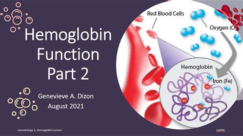 Hemoglobin Function Part 2 - YouTube