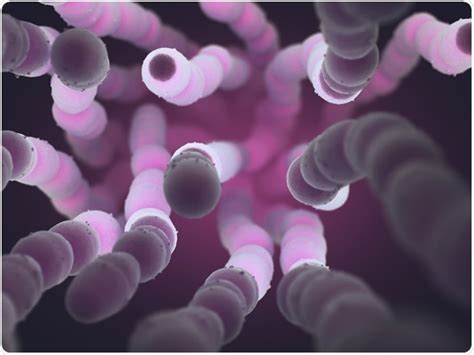 Streptococcus pneumoniae (pneumococcus): Overview