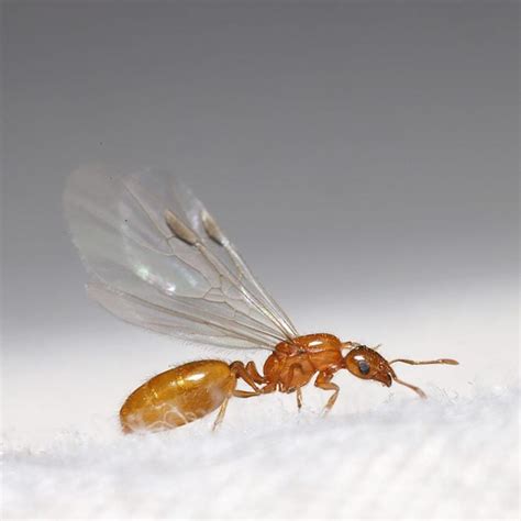 Homeowner's Guide To Flying Ants | The Family Handyman