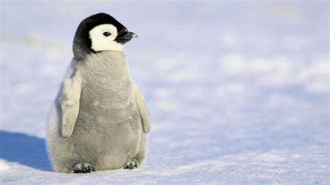 Baby Penguin Wallpapers - Wallpaper Cave