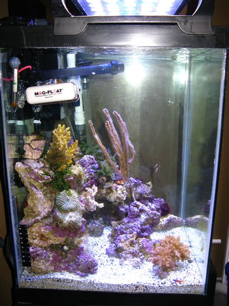 The Full Seahorse Tank Shot Thread | Saltwaterfish.com Forums for Fish ...