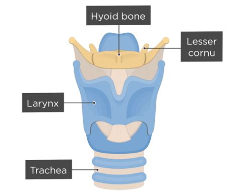 What is the only jointless bone in the human body? | GetBodySmart