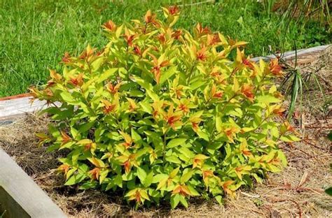 Firelight Spirea | Low maintenance plants landscaping, Low maintenance ...