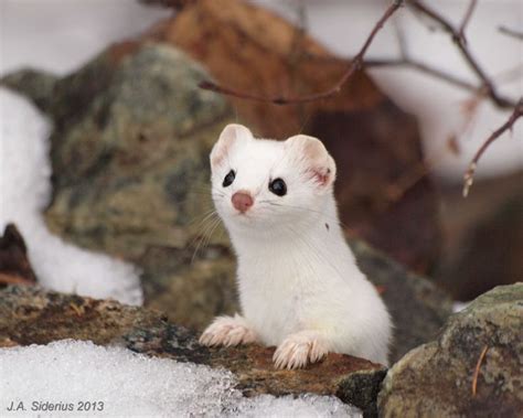 22 best Arctic: Ermine /Greenland images on Pinterest | Wild animals, Animal kingdom and Ferrets