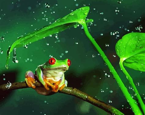 Frog On Branch In The Rain Paint By Numbers - Paintings by Numbers