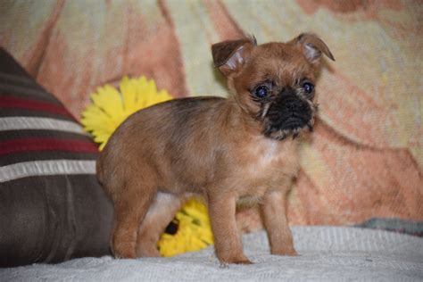 Brussels Griffon Puppy For Sale Female Bailey Apple Creek, Ohio – AC ...