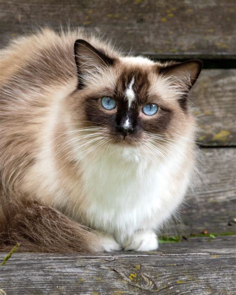 Seal Point Ragdoll Cat: Patterns, Genetics, Health & FAQs