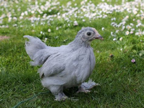 Pekin Bantam Hen Lavender - Mantel Farm