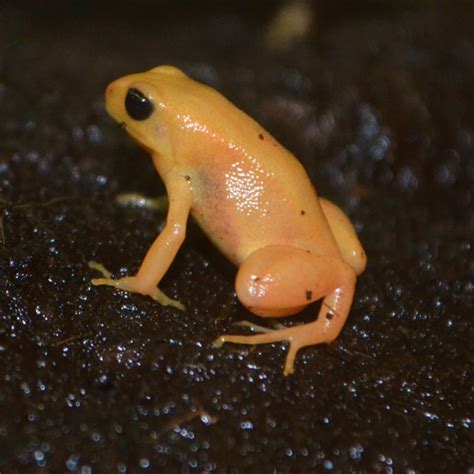 Mantella Frog | Akron Zoo