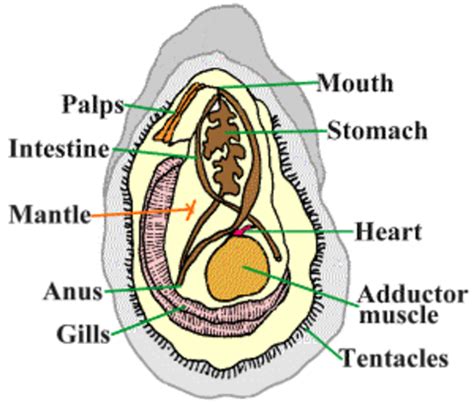 Oyster Anatomy - Barnegat Bay Shellfish