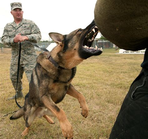 File:Dog attack (USAF).jpg - Wikipedia