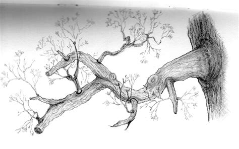 Free Realistic Tree Branch Sketch Drawing Idea | Typography Art Ideas