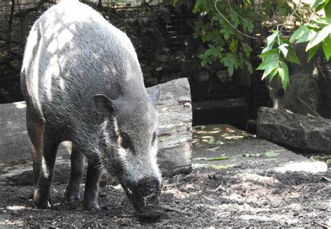 Bornean Bearded Pig | SIMILAR BUT DIFFERENT IN THE ANIMAL KINGDOM