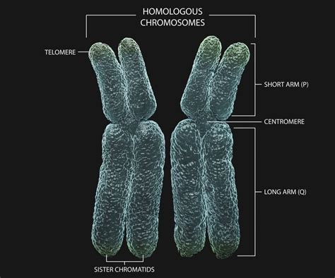 Homologous chromosomes with annotations Poster Print by Photon ...