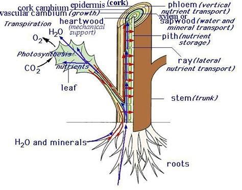 Anatomy of Plants