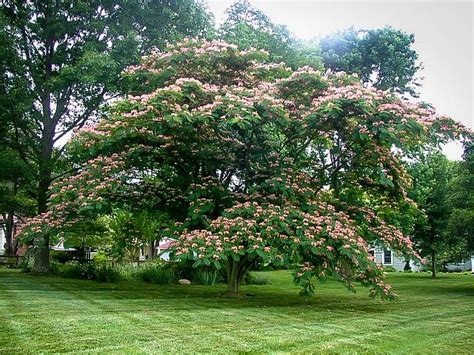 Mimosa Tree For Sale Online | The Tree Center