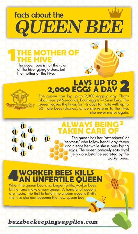 Facts about the Queen Bee - Buzz Beekeeping Supplies