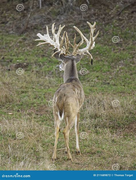 Trophy Whitetail Deer Buck With Amazing Non-typical Antlers Royalty ...