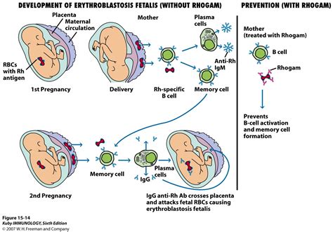 Lecture Notes in Medical Technology: Lecture #9: HEMOLYTIC DISEASE OF ...