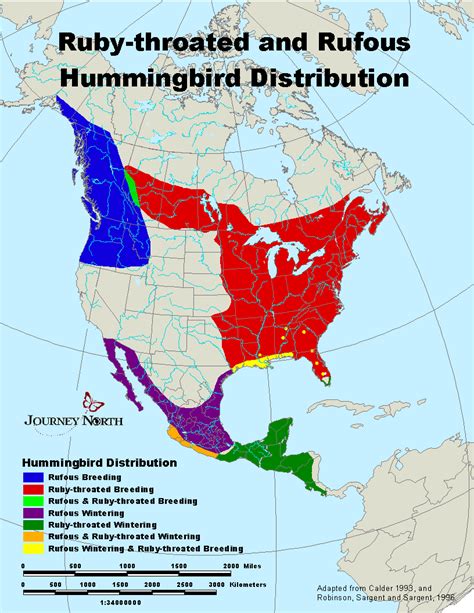 Journey North Hummingbirds