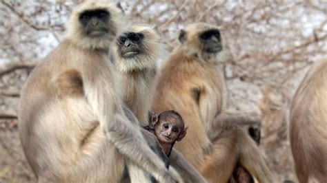 Langurs Are Primates That Love to Monkey Around | HowStuffWorks