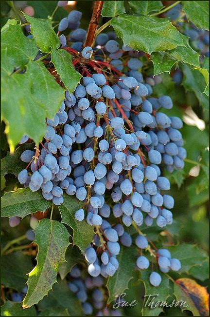 Oregon Grape - fruit/post flowering Wild Foraging, Oregon Grape, Edible Wild Plants, Picture ...