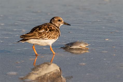 Shoreline birds - Ray Brown Wildlife Photography | Ray Brown Wildlife ...