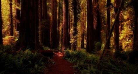 Download Path Tree Dark Redwood Nature Forest HD Wallpaper