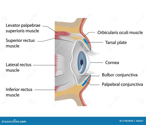 Conjunctiva; Bulbar Conjunctiva; Palpebral Conjunctiva