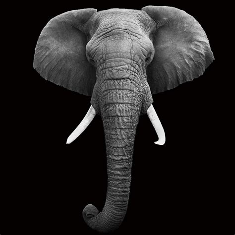 Tableau sur verre - Elephant - Head b&w | Acheter-le sur Europosters.fr